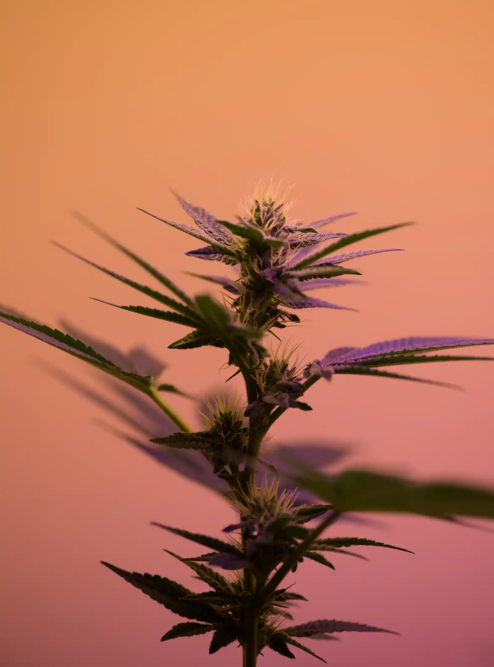 lila-cannabispflanze-vor-orangem-hintergrund Eine einzelne Cannabispflanze mit lila Akzenten, die vor einem orangefarbenen Hintergrund hervorsticht.