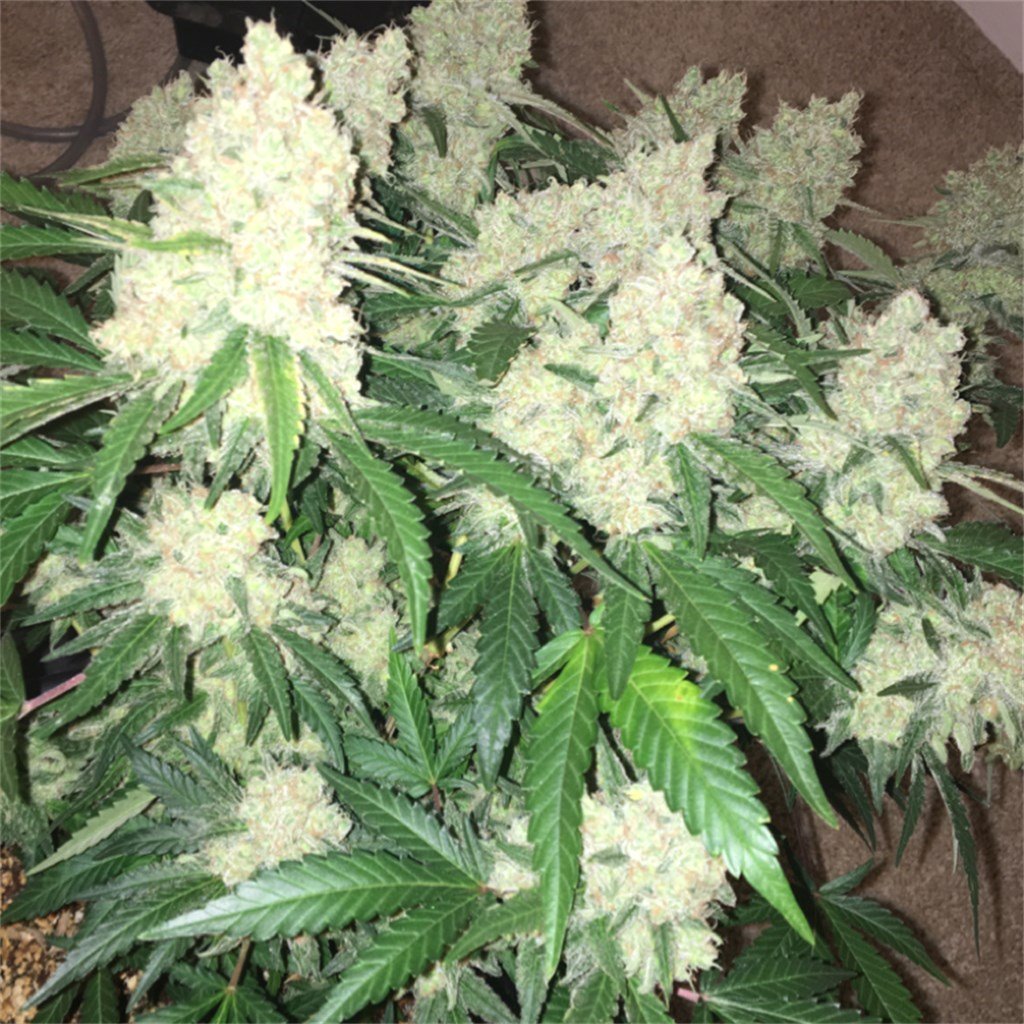 hanfsamen-heavy-bud-feminisierte-advanced-seeds-9.jpg Nahaufnahme einer blühenden Cannabispflanze mit dicken, harzbedeckten Blüten und sattgrünen Blättern.