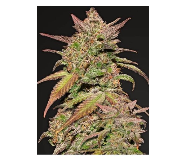 Close-up of a mature cannabis bud displaying a rich array of colors with dense trichomes and prominent, resinous leaves.