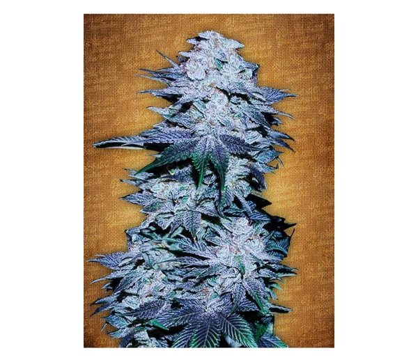 A close-up photo of a densely packed cannabis flower with prominent frosty trichomes and vibrant violet hues on the leaves.