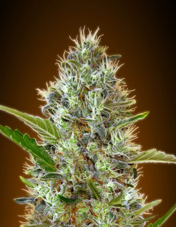 Close-up image of a cannabis flower in full bloom, featuring long trichomes and dense clusters of resin-covered buds interspersed with narrow green leaves.