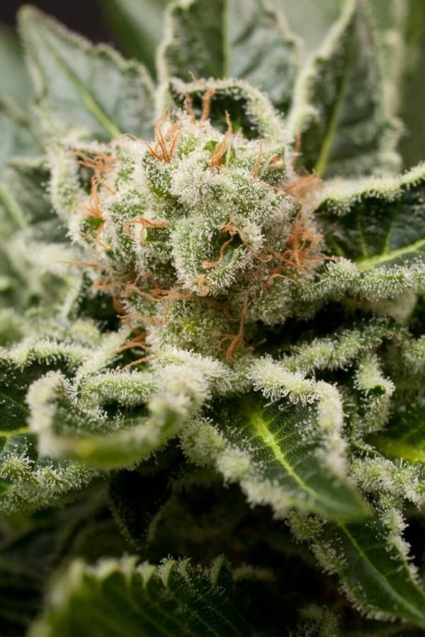 Von DinaFem Seeds Shark Attack.Close-up of a cannabis flower with prominent trichomes and orange pistils.