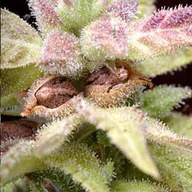 Delta 9 Labs CannaSutra Feminized Cannabis Seeds from Delta 9 Labs.