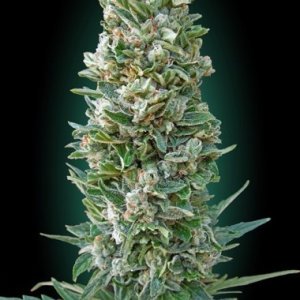 Hanfsamen Auto Heavy Bud Typ Feminisiert von Advanced Seeds.