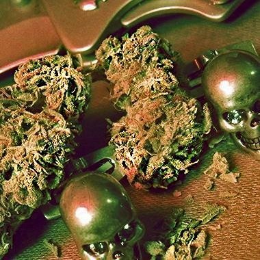 Hanfsamen Pineapple Chunk Typ Feminisiert von Advanced Female Seeds.