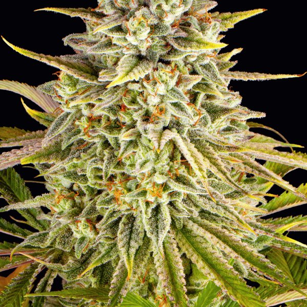Hanfsamen Lemon Drizzle Typ Feminisiert von Barneys Farm Seeds.