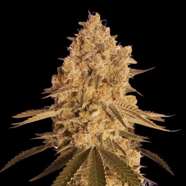 Hanfsamen BAKED BOMB Typ Feminisiert von Bomb Seeds.