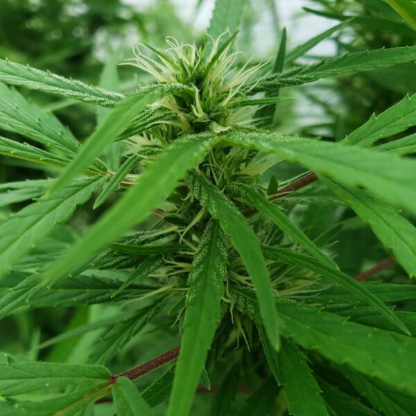 Von Dutch Passion CBD Kush.Nahaufnahme einer Cannabis-Pflanze mit einem fokussierten Blütenstand inmitten grüner Blätter.