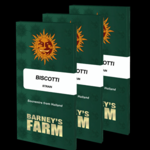 Hanfsamen Biscotti Strain Typ Feminisiert von Barneys Farm Seeds.