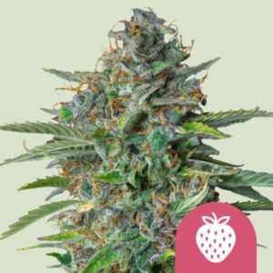Hanfsamen Strawberry Cough Typ Feminisiert von Royal Queen Seeds.