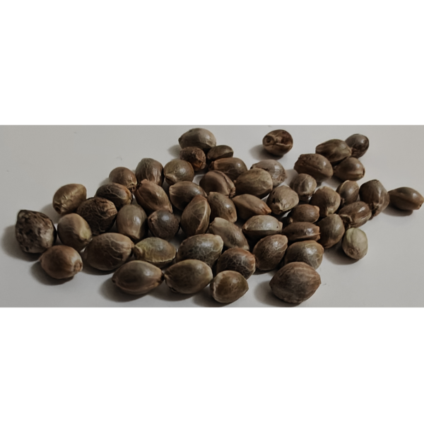 Regular Blue Dream type hemp seeds from Bulldog Seeds.