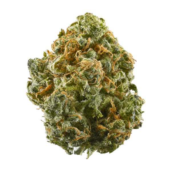 Von Bulldog Seeds Blue Dream.Close-up of a dense cannabis bud covered in trichomes and orange pistils.