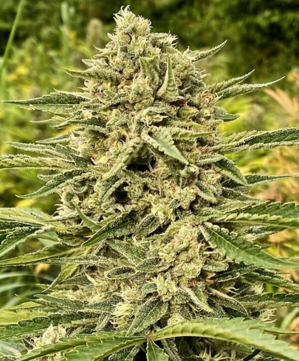 Von Bulldog Seeds Blue Dream.Close-up of a mature cannabis bud covered in trichomes, with fine details of the plant's hairy and crystalline texture visible.
