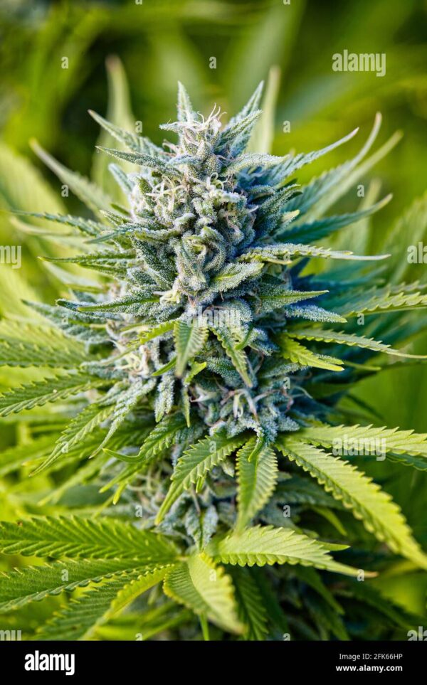 Close-up of a fully developed cannabis bud, featuring detailed trichomes and vibrant green leaves.