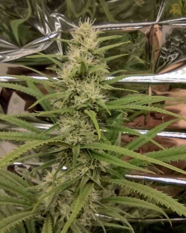 Close-up of a cannabis plant in bloom with distinct trichomes and serrated leaves.