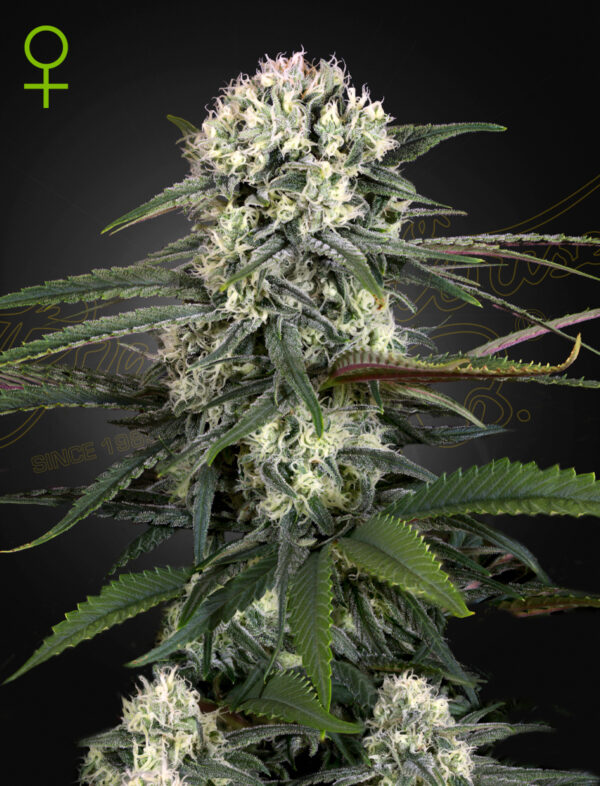 Close-up of a densely packed cannabis flower with vibrant white and green textures, surrounded by dark serrated leaves.