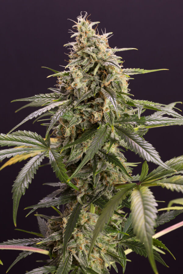 Close-up of a mature cannabis plant featuring a large bud covered in trichomes, surrounded by narrow serrated leaves.