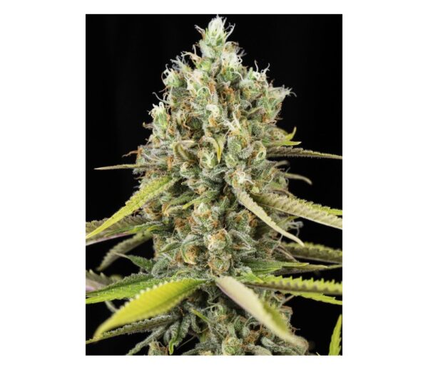 Close-up of a mature cannabis bud showing crystalline trichomes and vibrant green leaves.