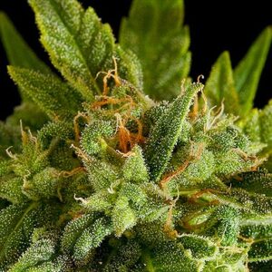 Fruit Automatic Hemp Seeds from DinaFem Seeds