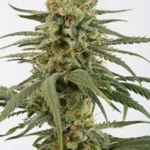 Feminized Amnesia CBD type Hemp Seeds from DinaFem Seeds