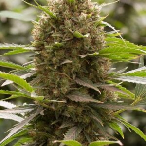 Feminized Amnesia Kush type Hemp Seeds from DinaFem Seeds.