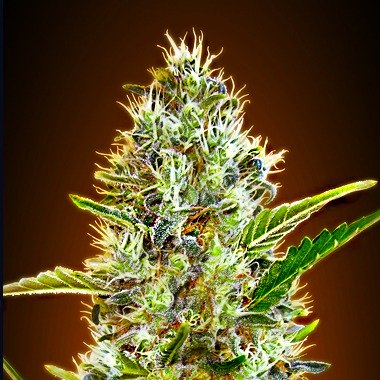 Automatic Somango type hemp seeds from Advanced Seeds.