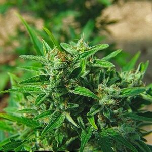 Big Buddha Seeds' Feminized Big Buddha Matic Hemp Seeds