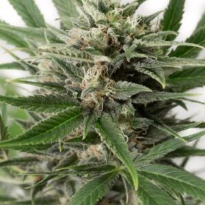 Blue Amnesia XXL Automatic Hemp Seeds from DinaFem Seeds