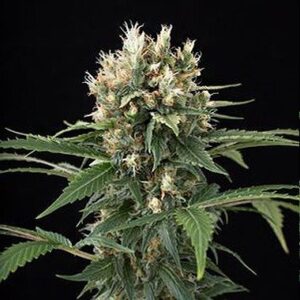 Feminized Blue Thai type Hemp Seeds from DinaFem Seeds