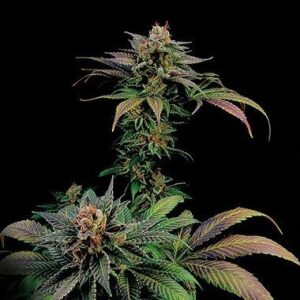 Blue Widow feminized hemp seeds from DinaFem Seeds.