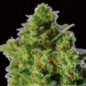 Bulk Smash Automatic Hemp Seeds from Dr. Krippling Seeds