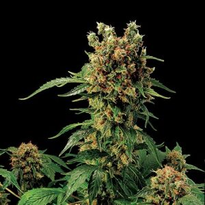 California Hash Plant type Regular Hemp Seeds from DinaFem Seeds.