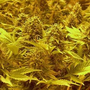 Hanfsamen Choc-Matic type Automatic from Dr Krippling Seeds Translate to English: Automatic Choc-Matic hemp seeds from Dr Krippling Seeds