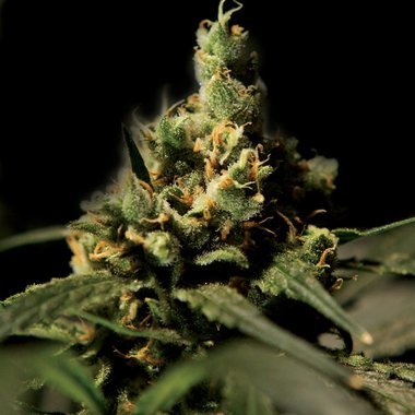 Regular Citral Skunk type Hemp Seeds from Bulldog Seeds