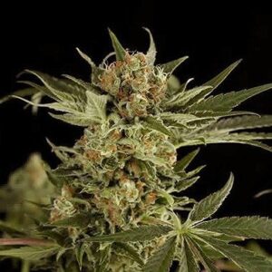 Hanf seeds Cloud #9 type Regular from DinaFem Seeds.
