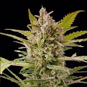 Critical + 2.0 Automatic Hemp Seeds from DinaFem Seeds.
