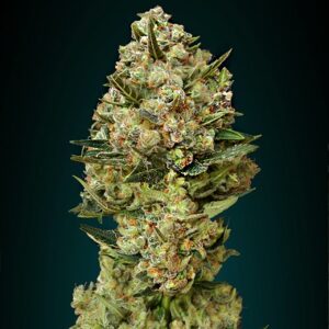 Feminized Critical + strain Hemp seeds from DinaFem Seeds.