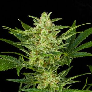 Automatic Critical Jack Hemp Seeds from DinaFem Seeds.