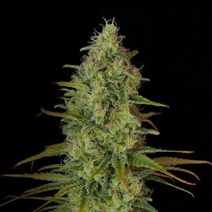 Feminized Critical Jack type Hemp Seeds from DinaFem Seeds.