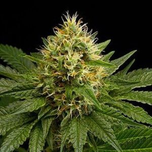 DinaChem Regular Hemp Seeds from DinaFem Seeds
