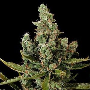 Dinafem Cheese Feminized Hemp Seeds from DinaFem Seeds.