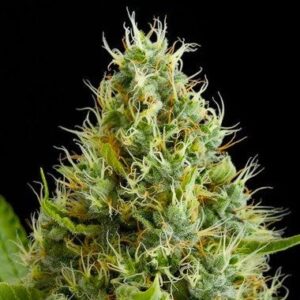 Feminized Dinamex type Hemp seeds from DinaFem Seeds.