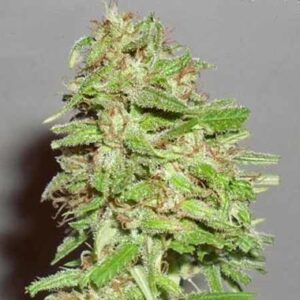 Dizzy Lights regular type hemp seeds from Dr Krippling Seeds.