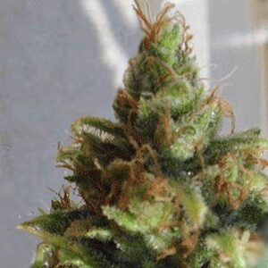 Feminized Hemp Seeds Ganj-Nam Style type from Dr. Krippling Seeds