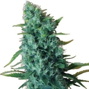 Automatic Gelato type infused with Gorilla Glue seeds from Dr. Krippling Seeds.