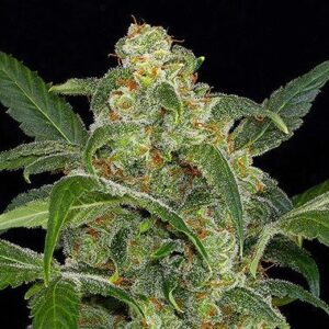 Haze 2.0 Automatic Hemp Seeds from DinaFem Seeds