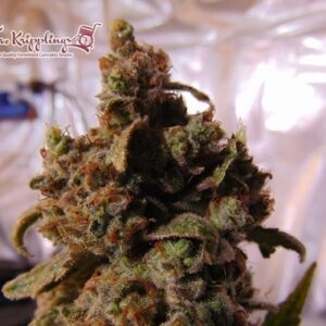 Feminized Mind Can'trol type Hemp Seeds from Dr. Krippling Seeds.