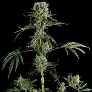Moby Dick #2 type Regular Hemp Seeds from DinaFem Seeds.