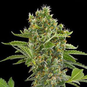 Automatic Moby Dick type Hemp Seeds from DinaFem Seeds.
