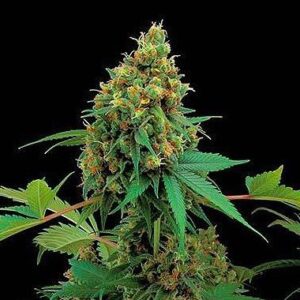 Feminized Moby Dick type Hemp Seeds from DinaFem Seeds